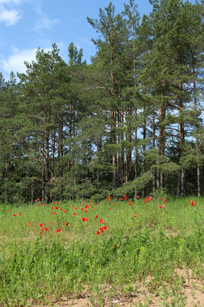 Павское маковое поле, image of landscape/habitat.