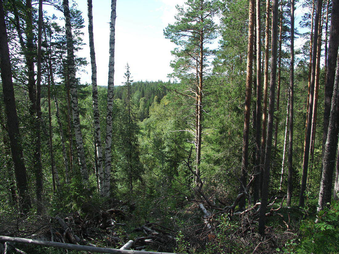 Куртяево, image of landscape/habitat.