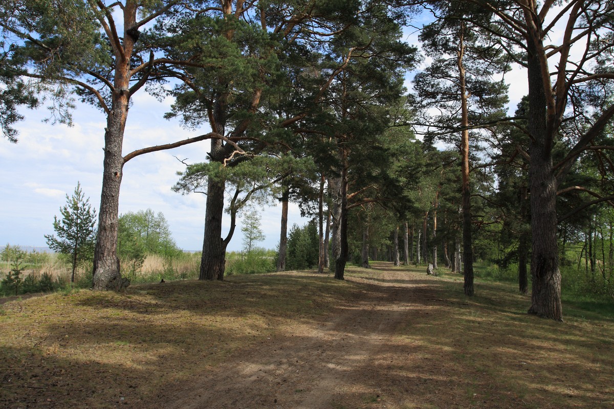 Большая Ижора, image of landscape/habitat.