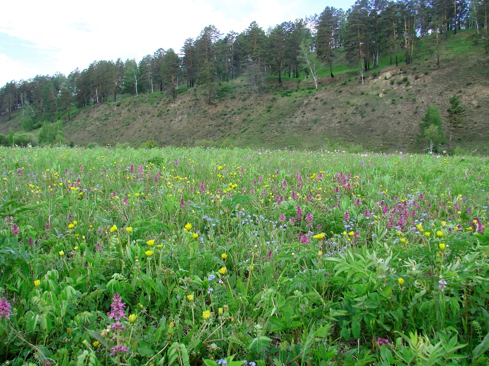 Долина реки Иркут, image of landscape/habitat.