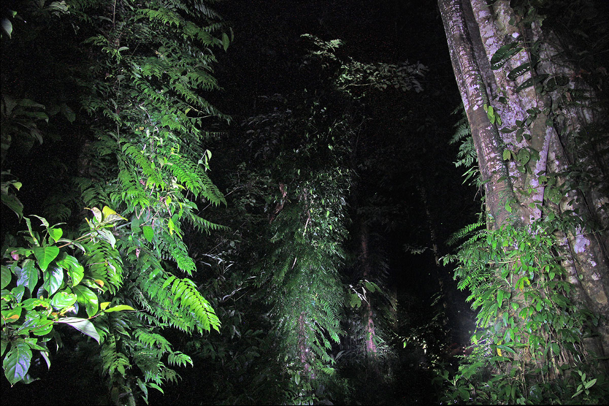 Национальный парк «Мулу», image of landscape/habitat.