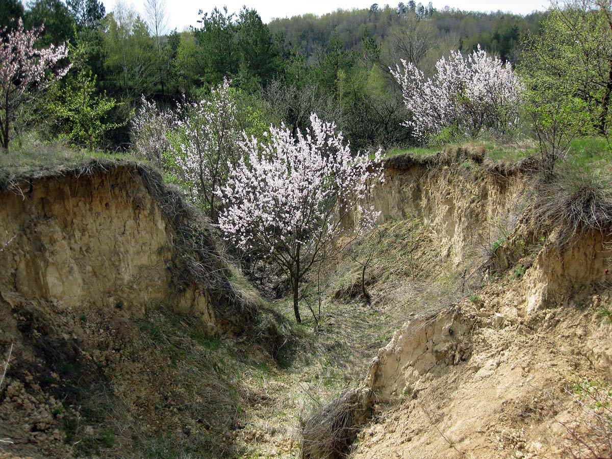 Трахтемиров, image of landscape/habitat.