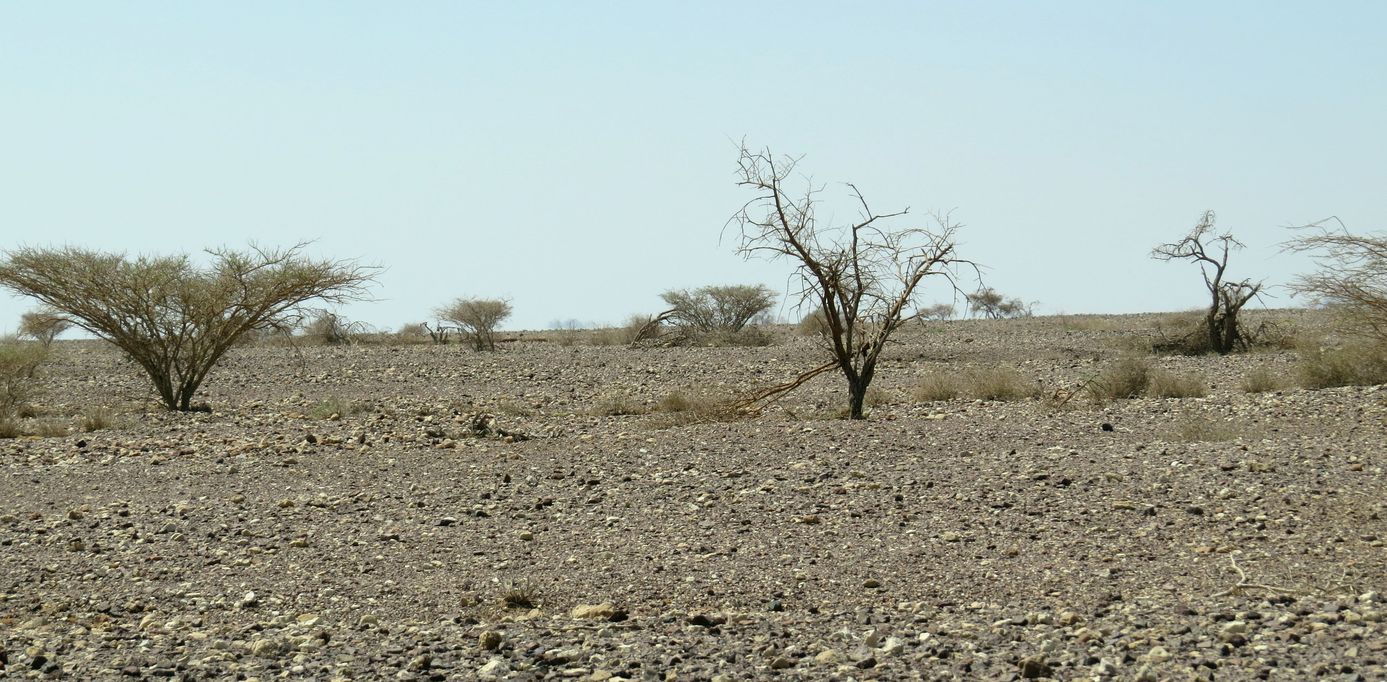 Эмек Арава, image of landscape/habitat.
