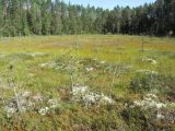 Куртяево, image of landscape/habitat.