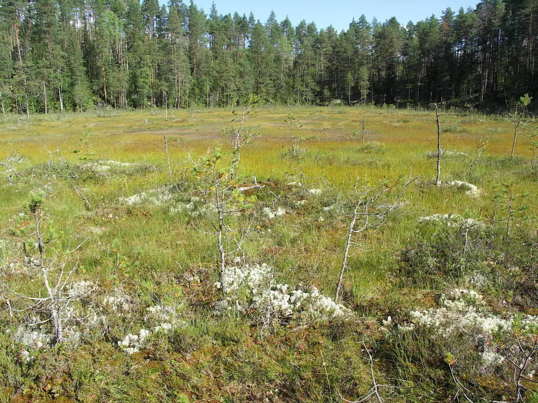 Куртяево, image of landscape/habitat.