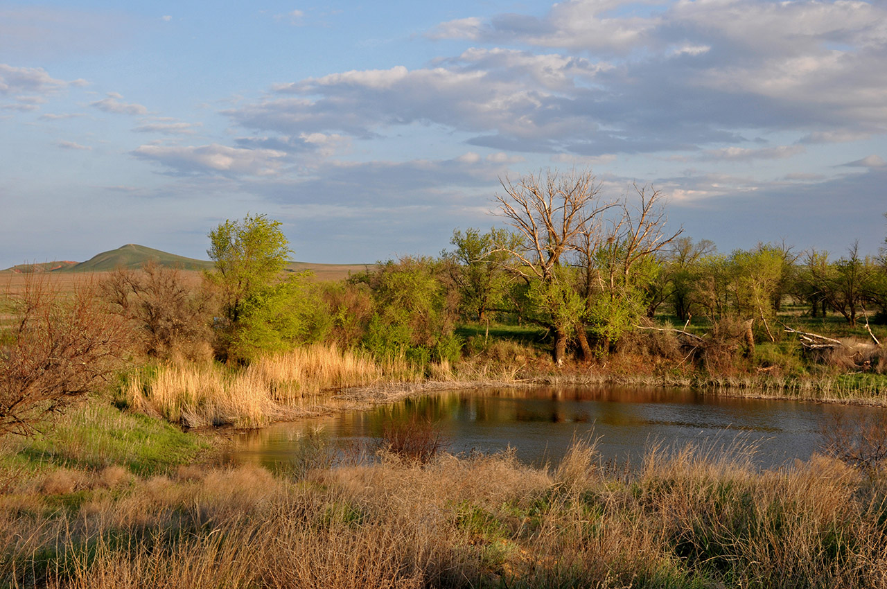 Кордонная балка, image of landscape/habitat.