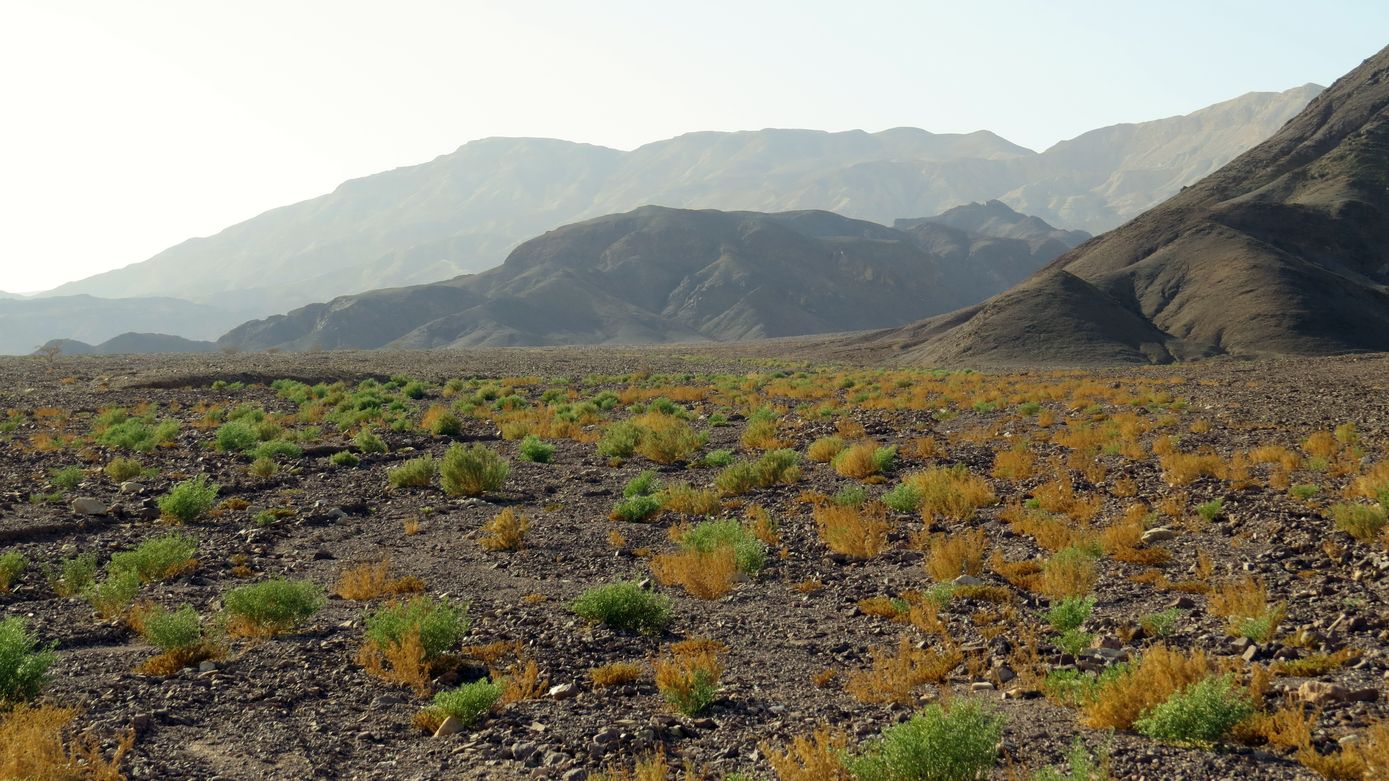 Эмек Арава, image of landscape/habitat.