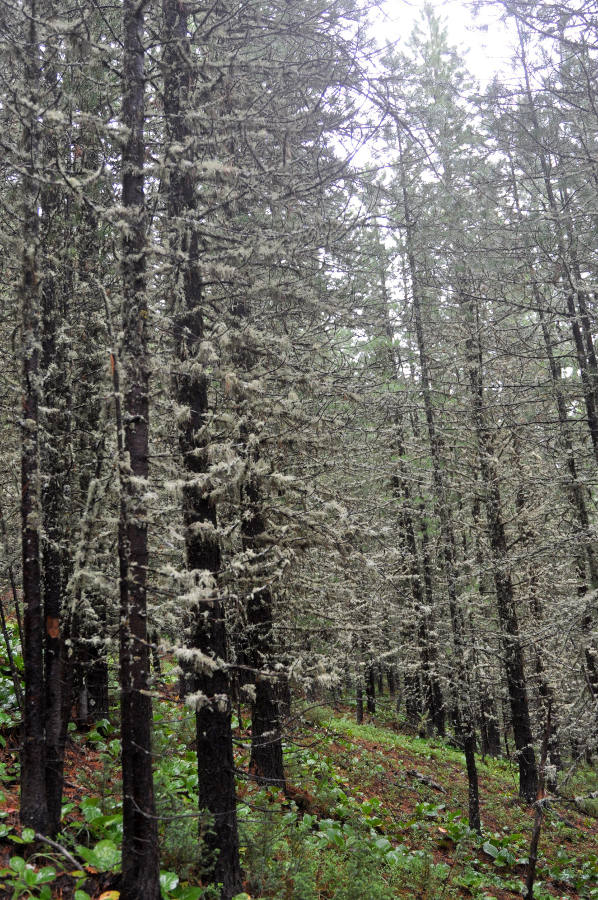 Долина реки Аршан, image of landscape/habitat.