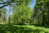 Гостилицы, image of landscape/habitat.