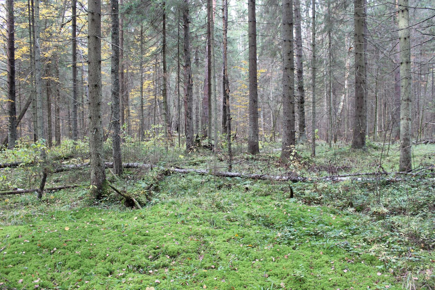 Станция Донховка, image of landscape/habitat.