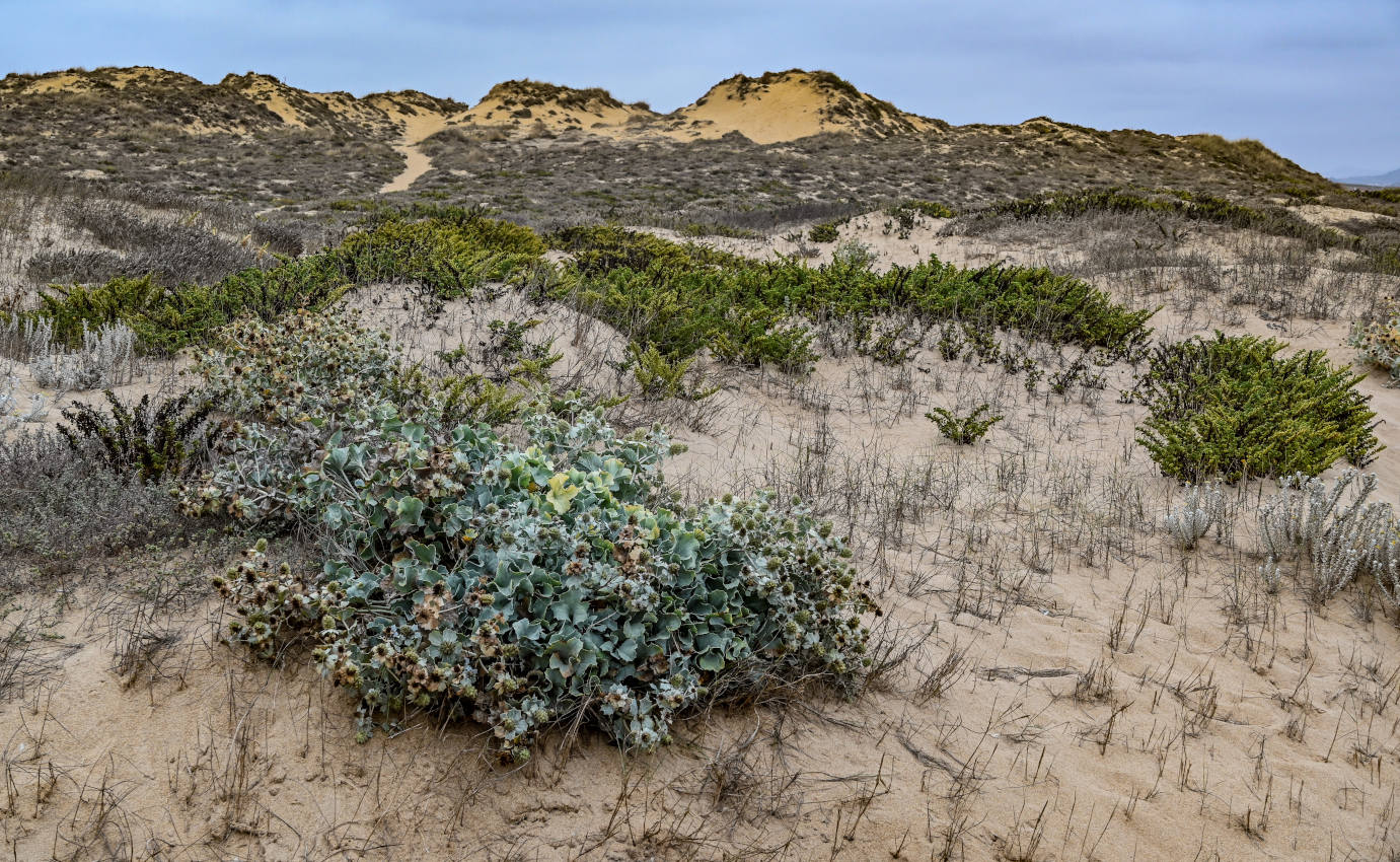 Устье реки Сизандру, изображение ландшафта.