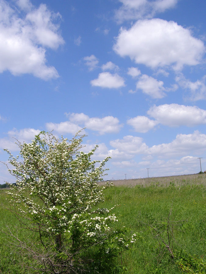 г. Орёл, image of landscape/habitat.