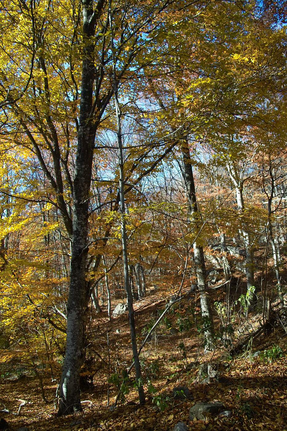 Ай-Алексий, image of landscape/habitat.