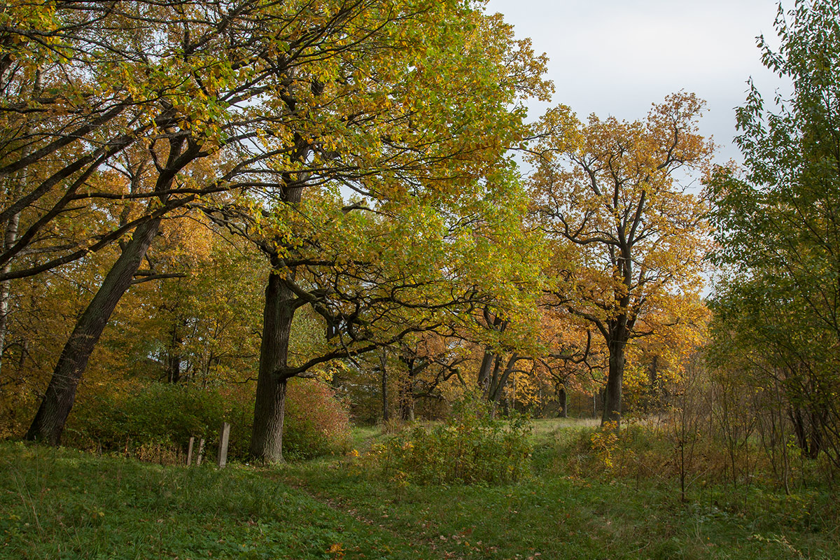 Парк «Собственная дача», image of landscape/habitat.