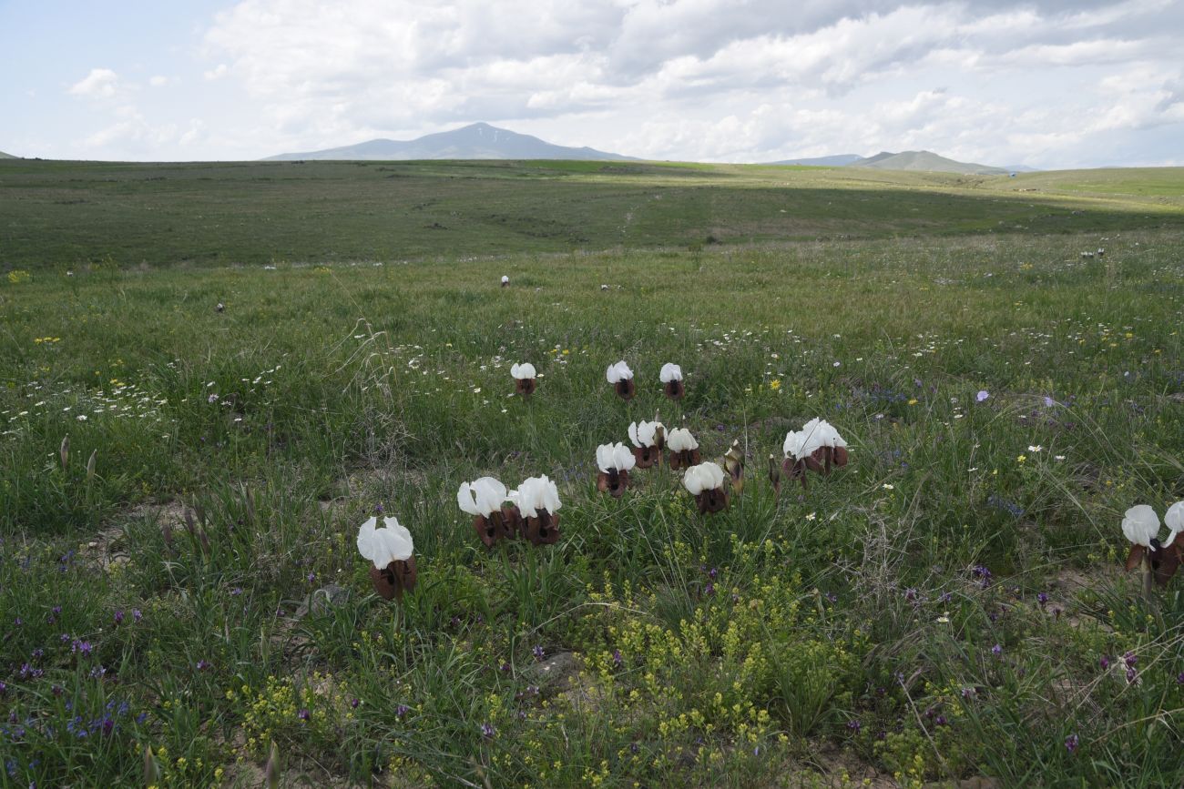 Окрестности Енгикей, image of landscape/habitat.