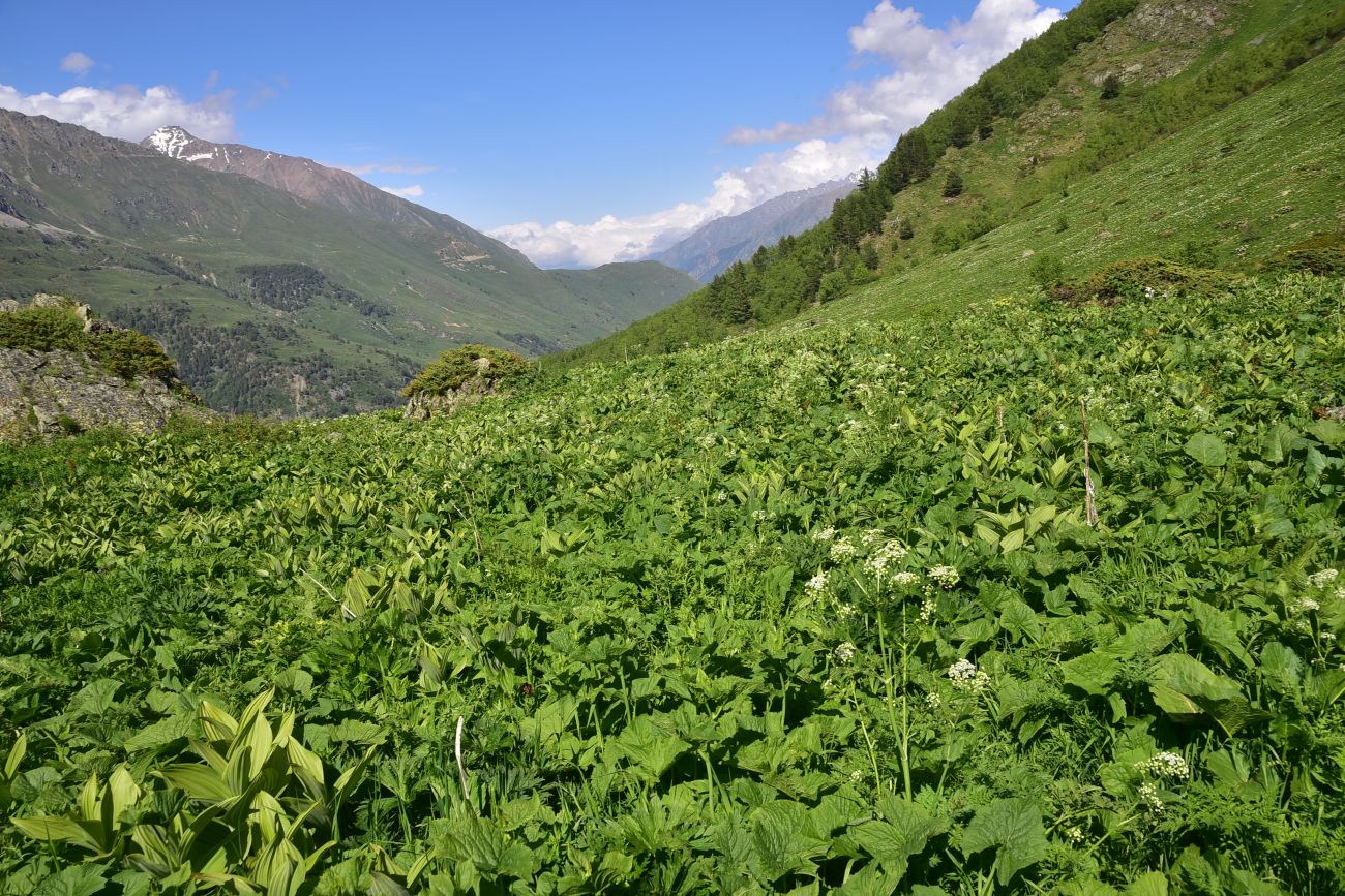 Река Когутайка, image of landscape/habitat.
