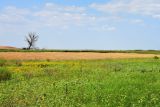 Image of landscape