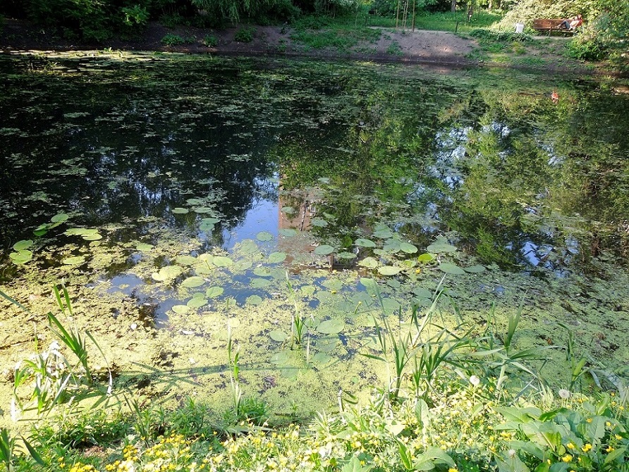 Аптекарский огород, image of landscape/habitat.