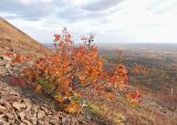 Окрестности района Талнах, image of landscape/habitat.