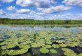 Верховья Каспли, image of landscape/habitat.