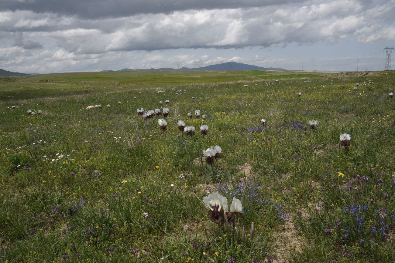 Окрестности Енгикей, image of landscape/habitat.