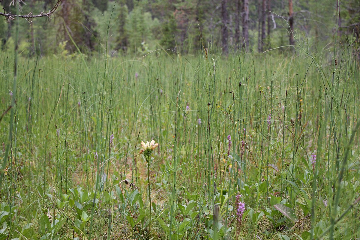 Двино-Пинежский лес, image of landscape/habitat.