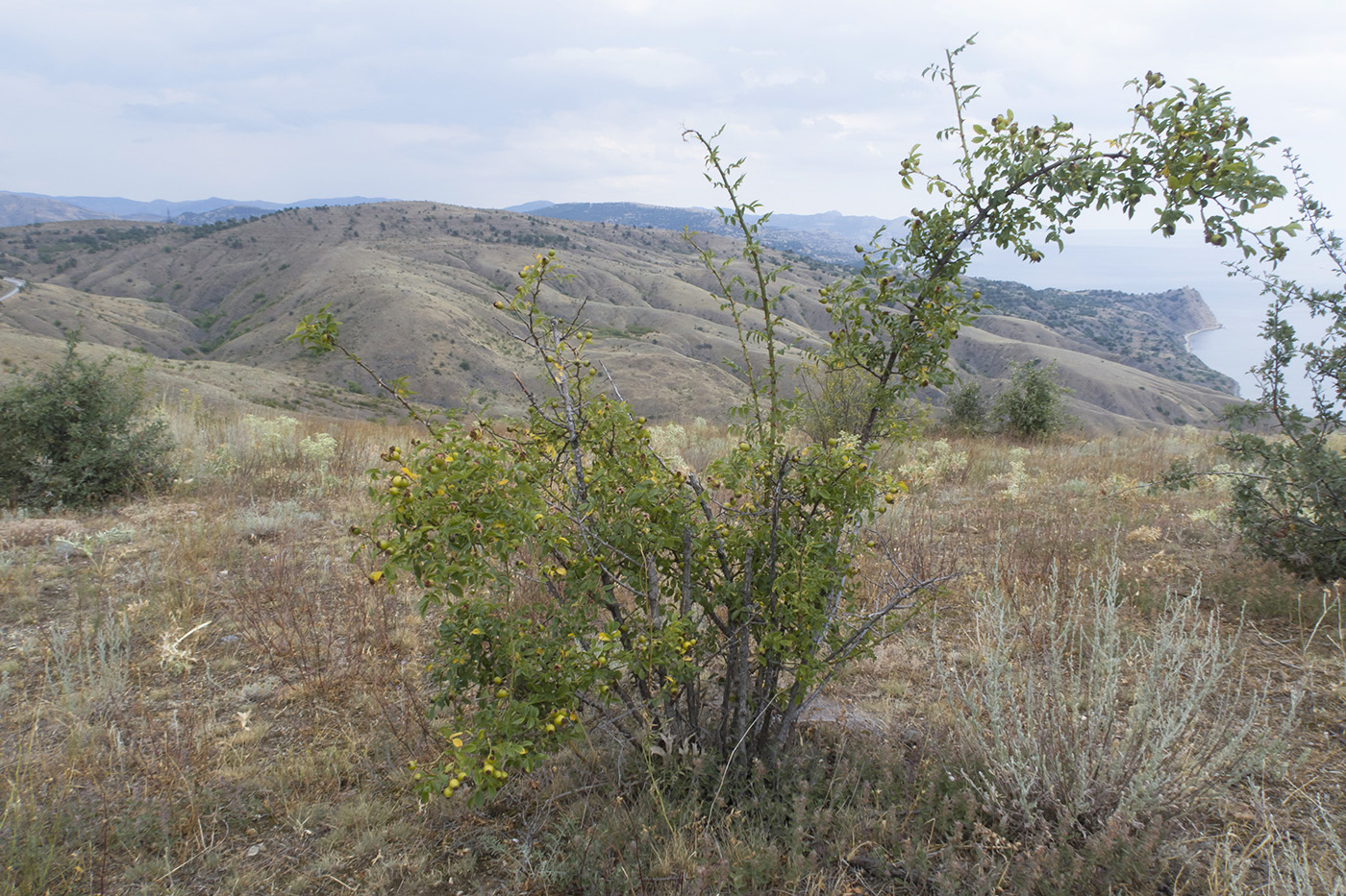 Гора Казах, image of landscape/habitat.