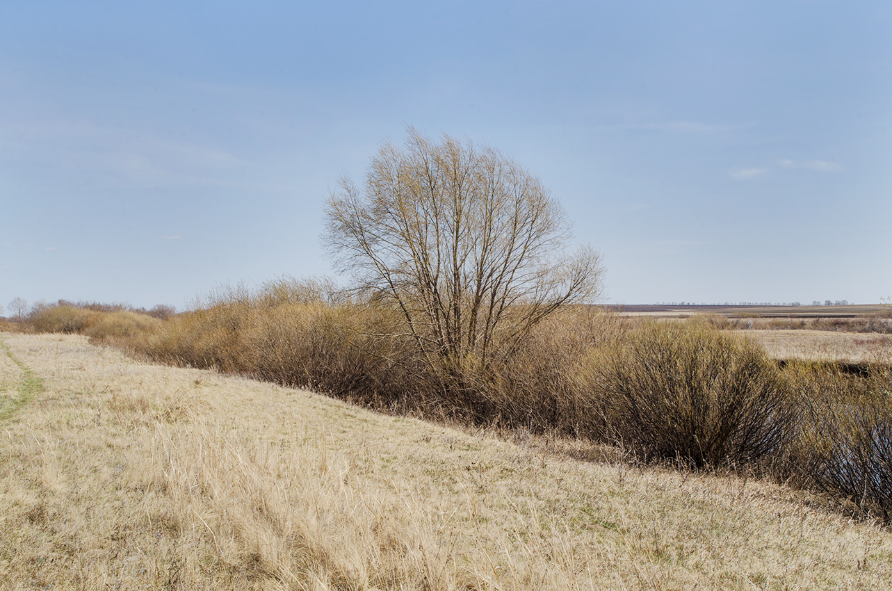 Окрестности Стрелецка, image of landscape/habitat.