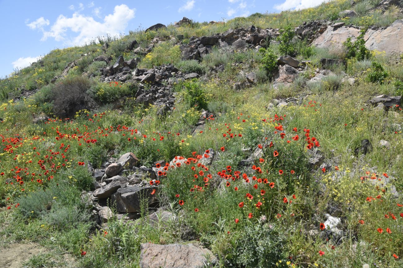 Окрестности Халыкышлак, image of landscape/habitat.