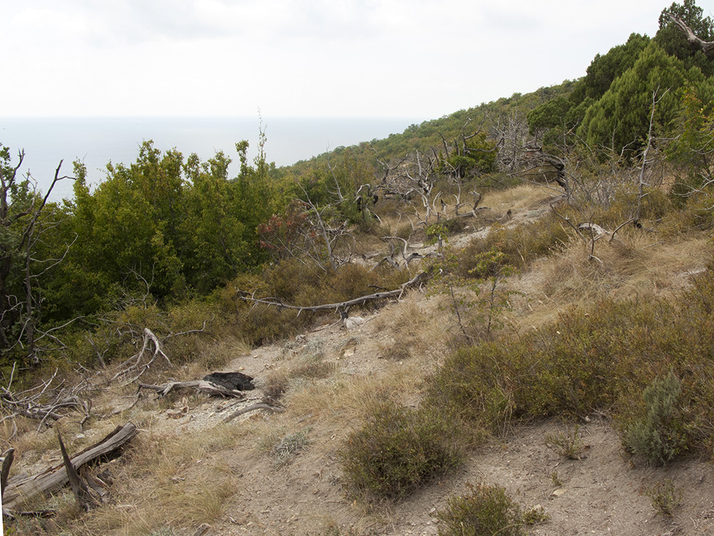 Широкая Балка, image of landscape/habitat.