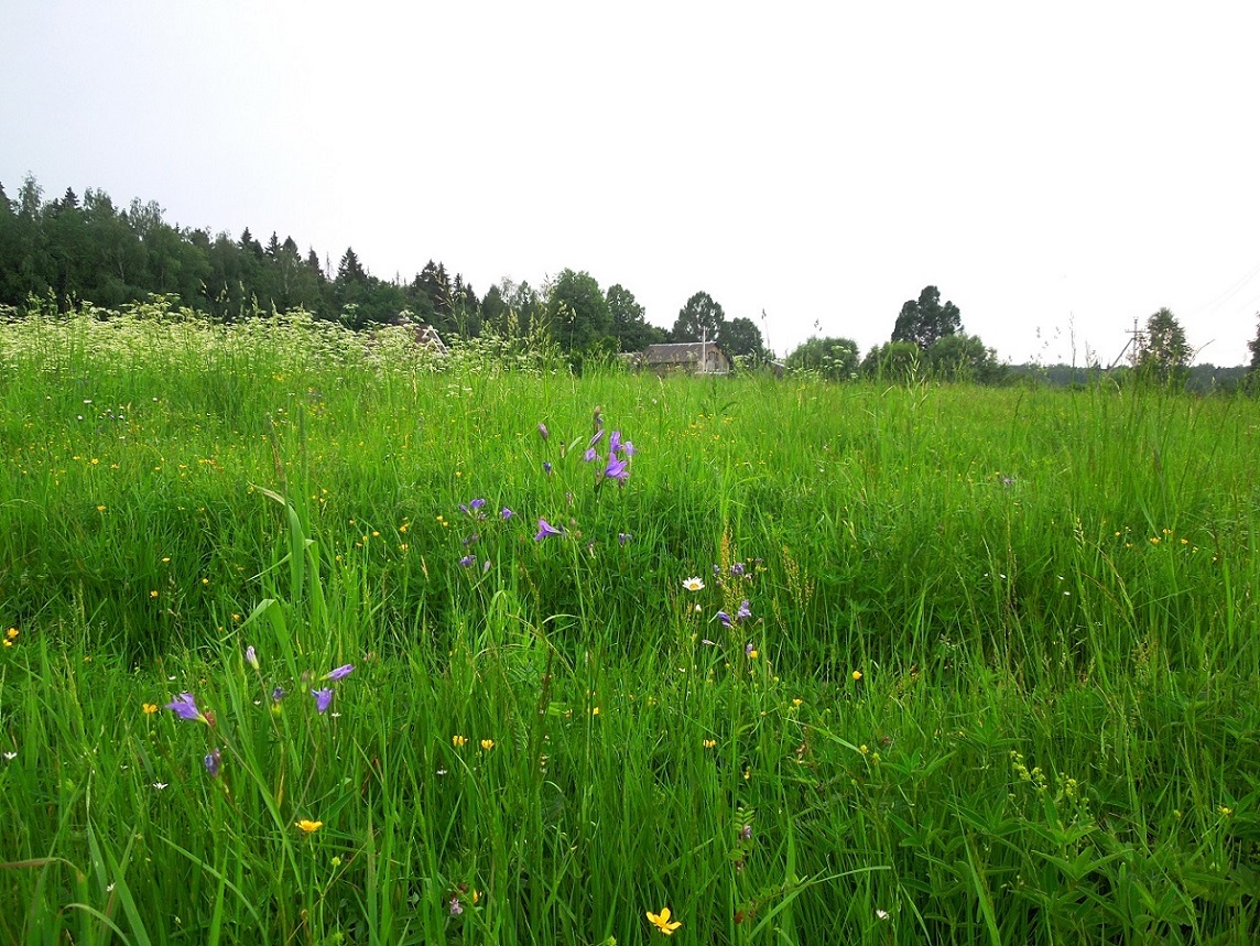 Абрамцево, image of landscape/habitat.