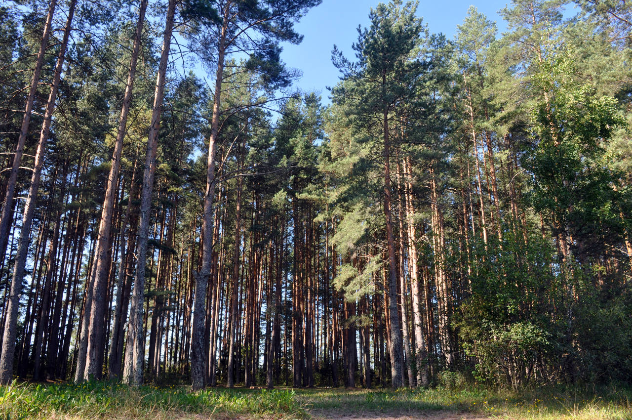Остров Хачин, image of landscape/habitat.