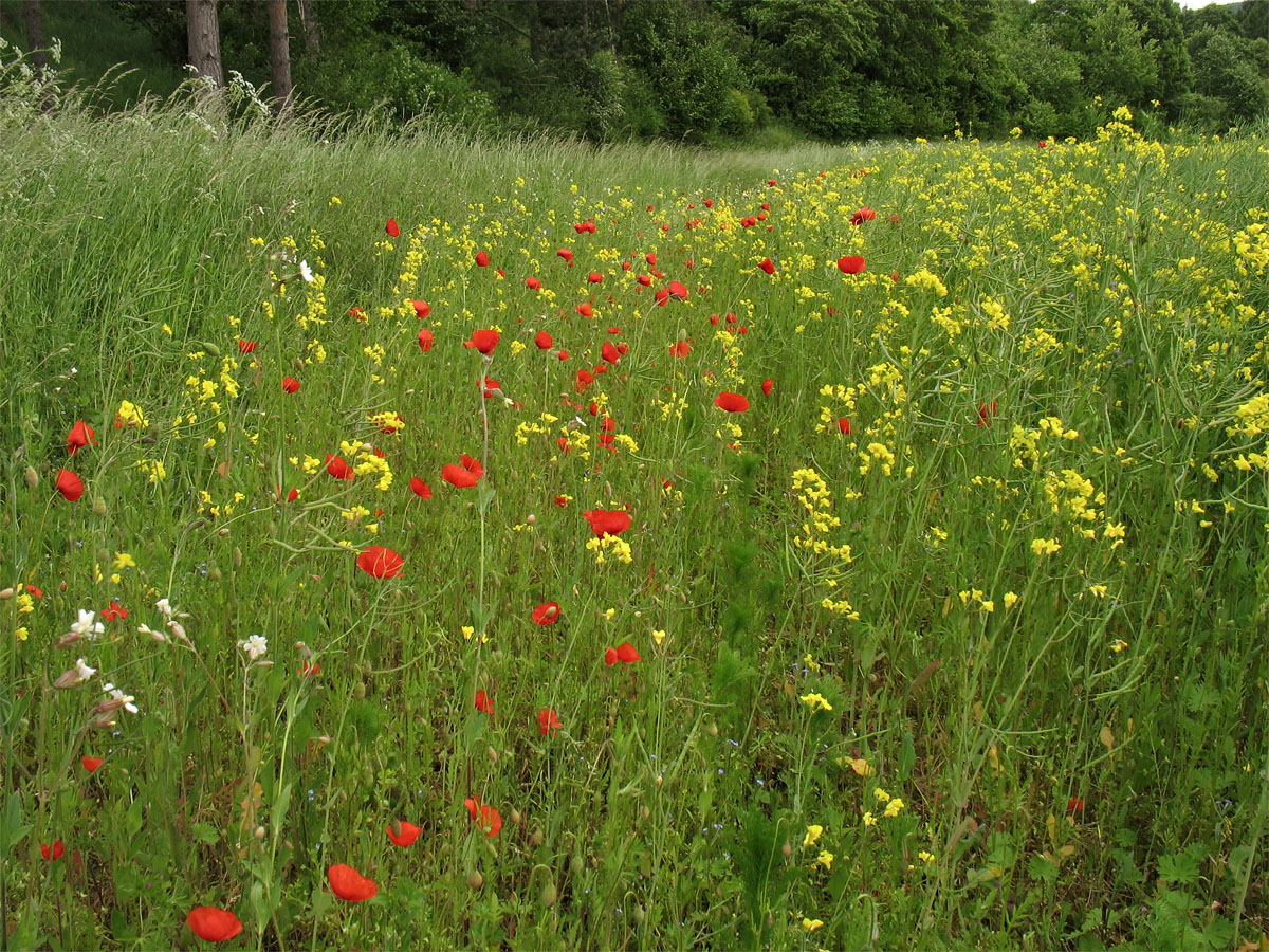 Бад-Мюнстерайфель, image of landscape/habitat.