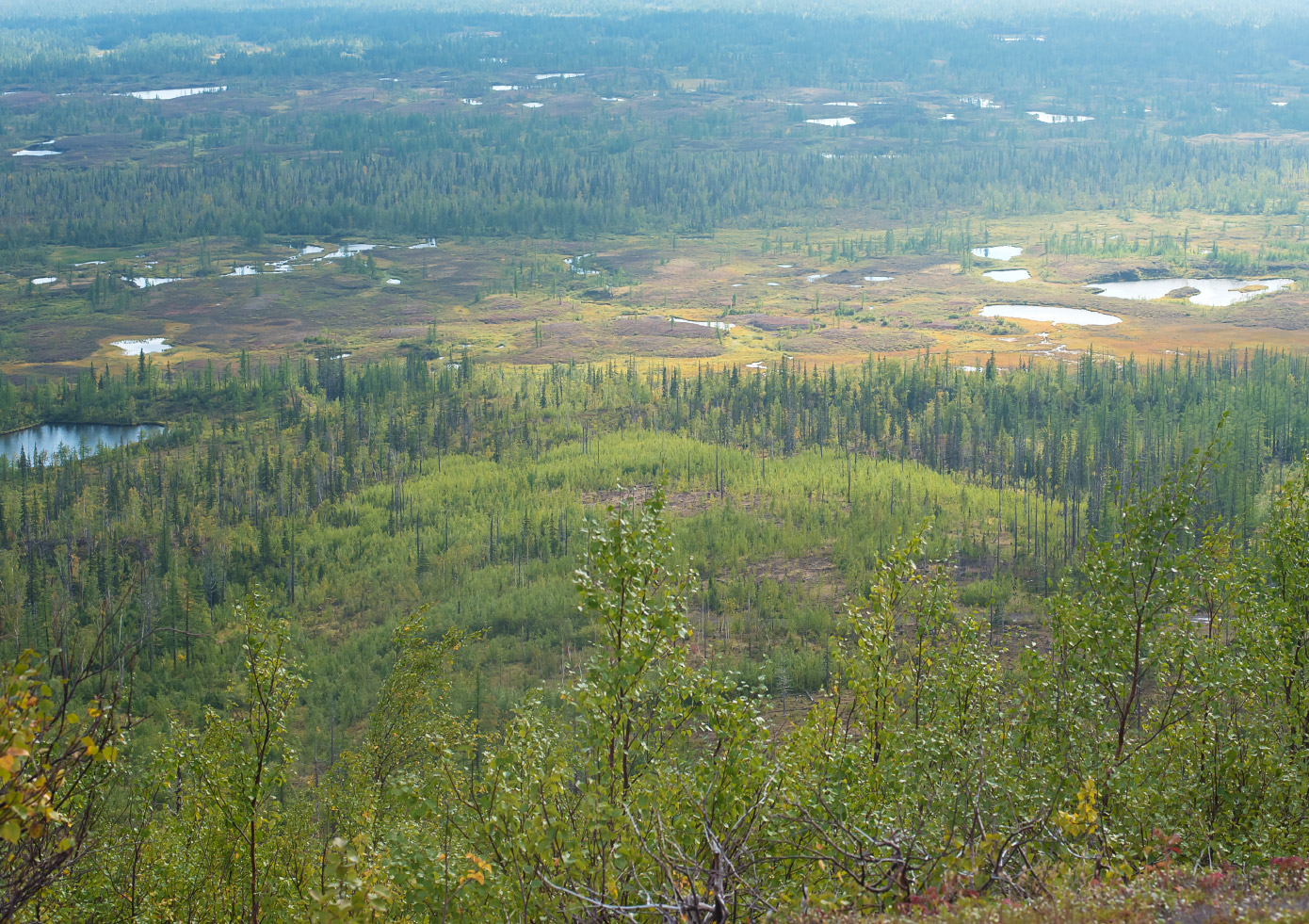 Окрестности района Талнах, image of landscape/habitat.