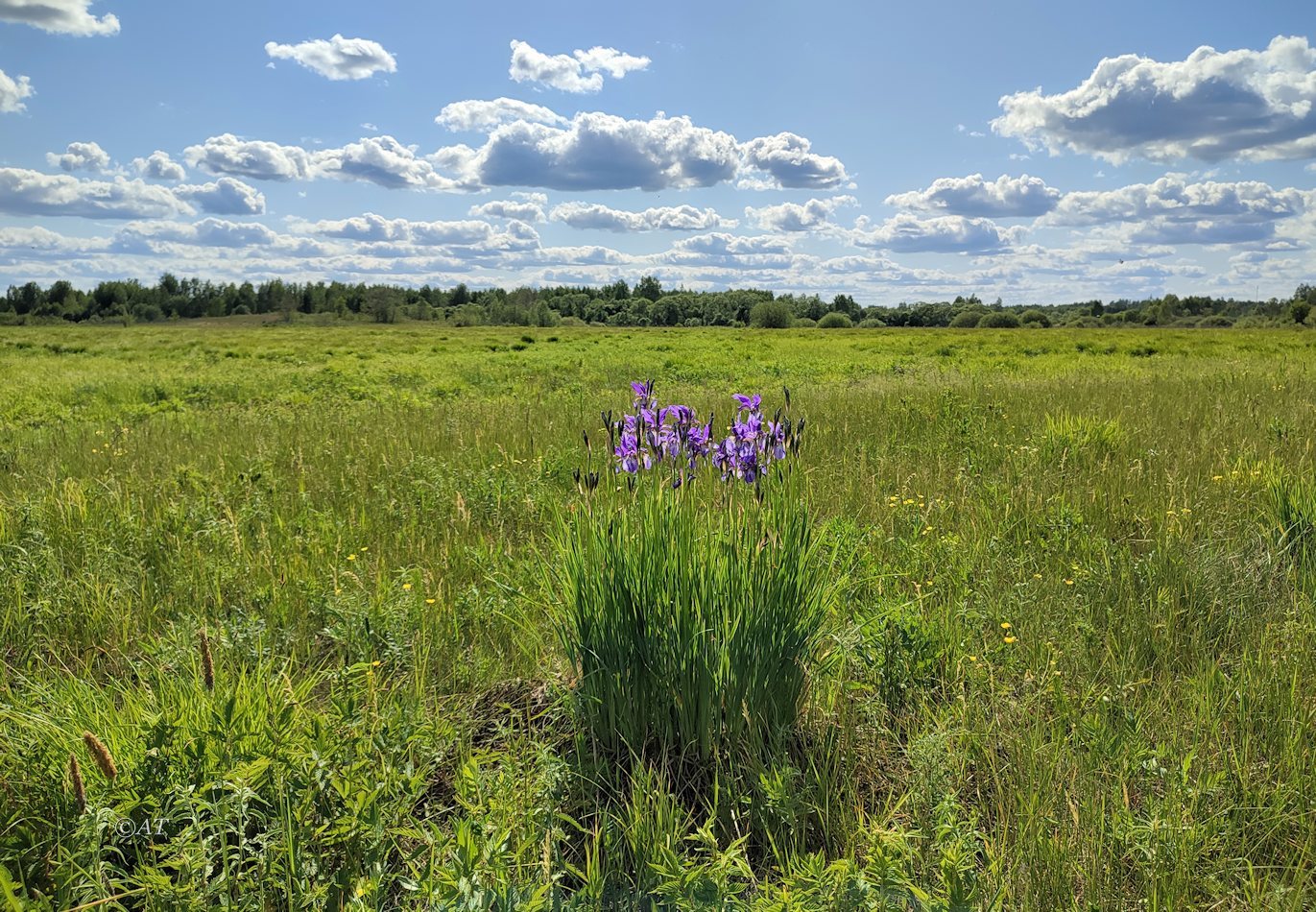 Верховья Каспли, image of landscape/habitat.