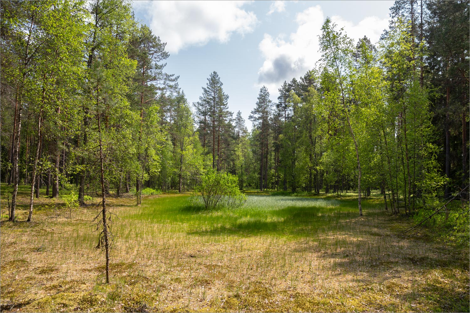 Исо-Ийярви, image of landscape/habitat.