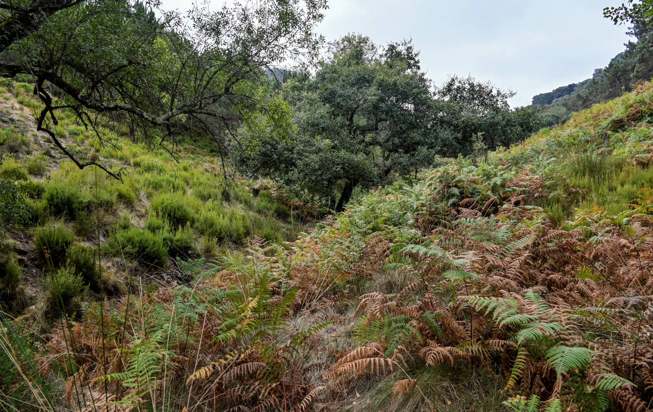 Национальный парк "Мафра", изображение ландшафта.