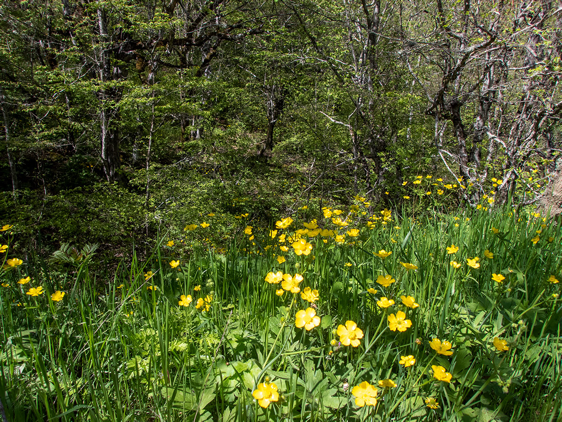 Перчем, image of landscape/habitat.