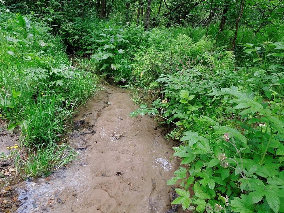 Абрамцево, image of landscape/habitat.