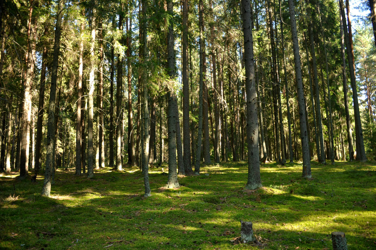 Остров Хачин, image of landscape/habitat.