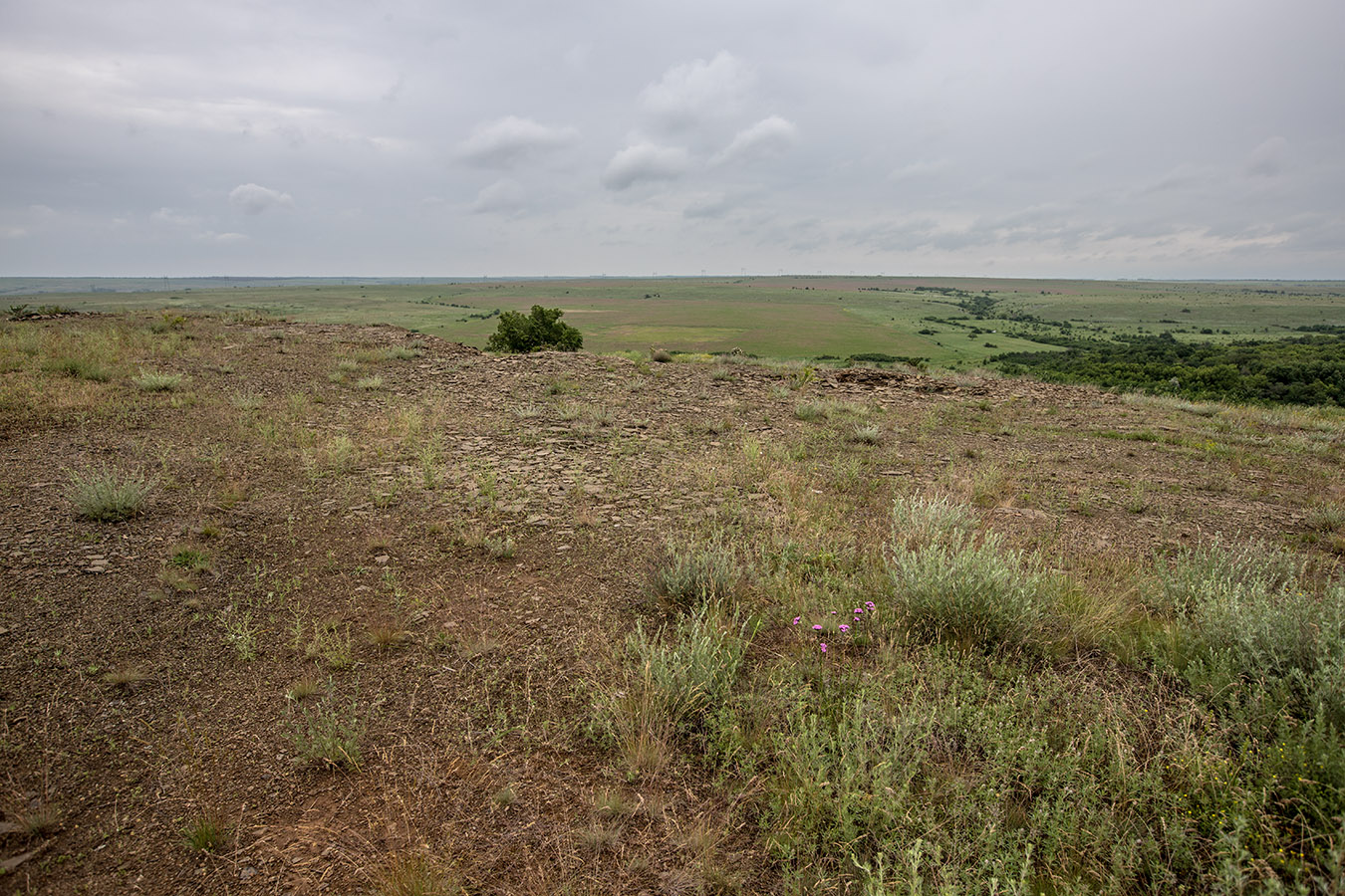 Окрестности хутора Грушёвка, image of landscape/habitat.