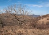 Урочище Солдатский Бугор, image of landscape/habitat.