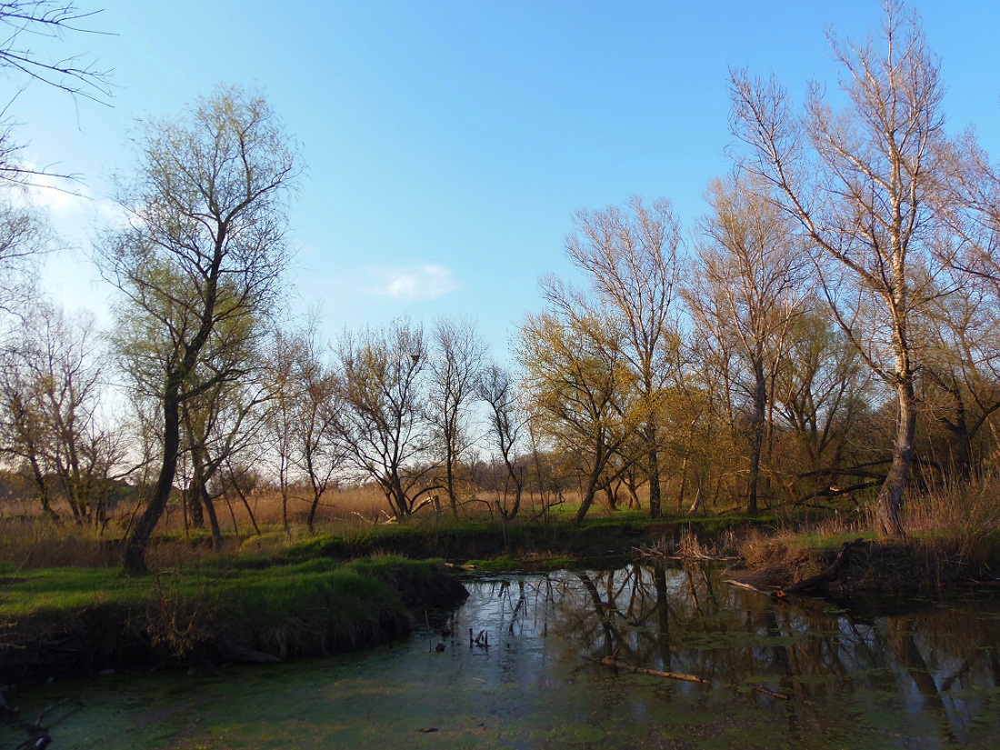 Посёлок Солнечный, балка., image of landscape/habitat.