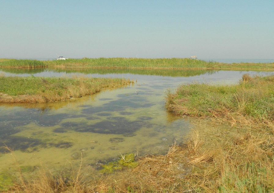 Остров Джарылгач, image of landscape/habitat.