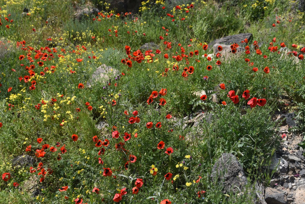 Окрестности Халыкышлак, image of landscape/habitat.
