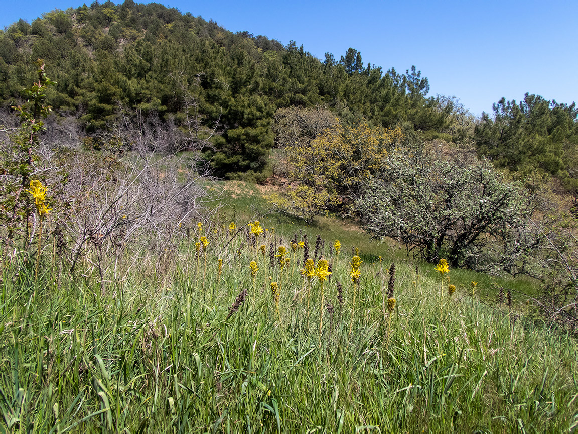 Перчем, image of landscape/habitat.