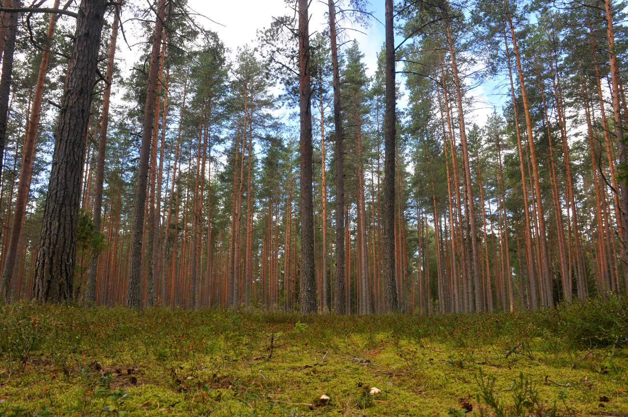 Остров Хачин, image of landscape/habitat.