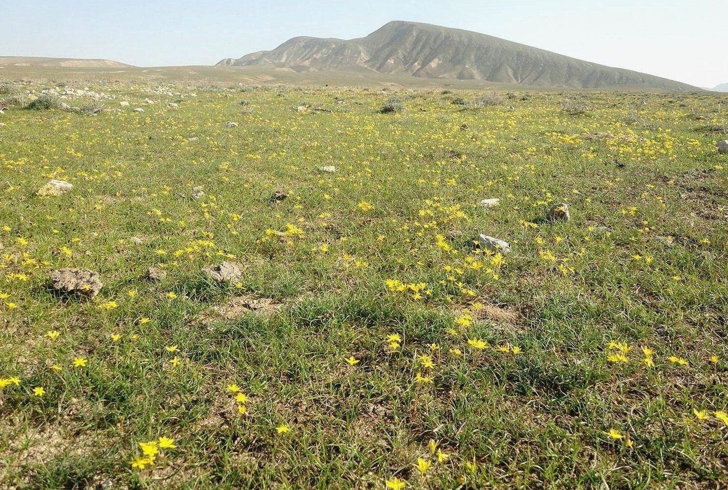 Южные окрестности Сердара, image of landscape/habitat.