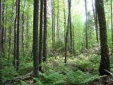 Заповедник "Кологривский лес", image of landscape/habitat.