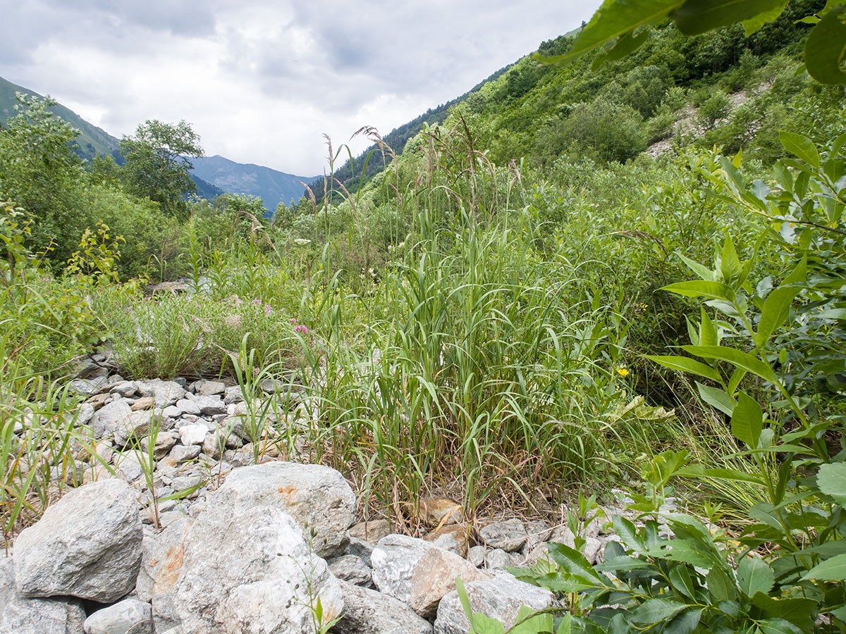 Имеретинка, image of landscape/habitat.